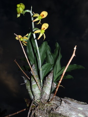 Catasetum
