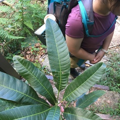 Buchanania arborescens