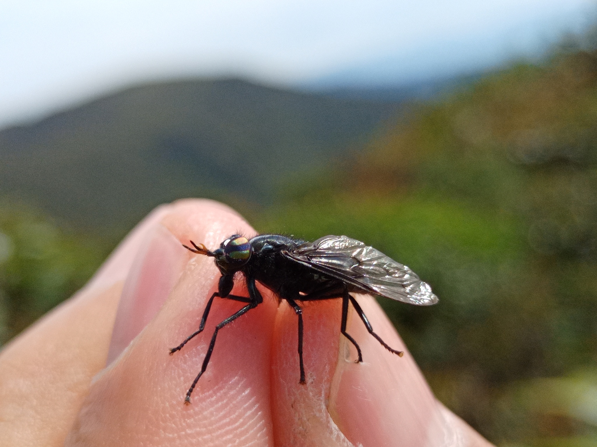 Tabanidae image