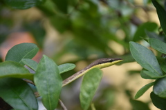 Oxybelis rutherfordi