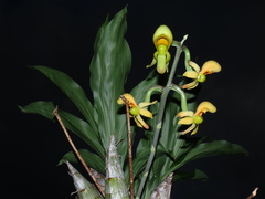 Catasetum