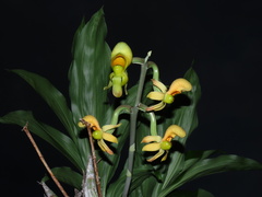 Catasetum
