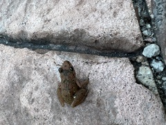 Eleutherodactylus