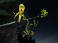 Catasetum