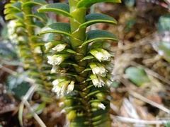 Fernandezia crystallina