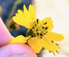 Deinandra