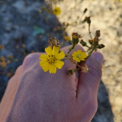 Deinandra