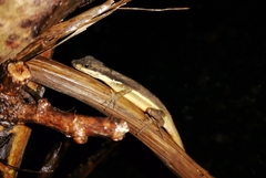 Anolis oxylophus