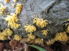 Calocera furcata
