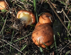 Suillus granulatus