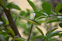 Oxybelis rutherfordi