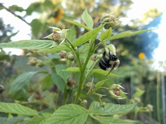 Bombus impatiens