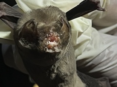 Mormoops megalophylla