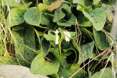 Symphytum grandiflorum