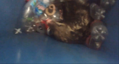 Didelphis virginiana