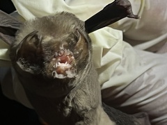 Mormoops megalophylla