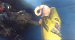 Didelphis virginiana