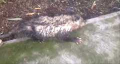 Didelphis virginiana