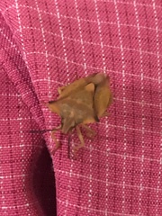 Carpocoris fuscispinus