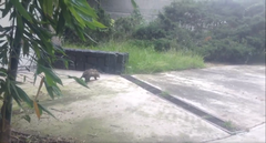 Didelphis virginiana