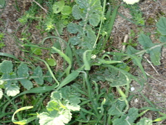 Raphanus raphanistrum landra