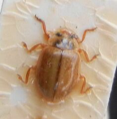 Aphidecta obliterata