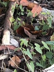 Hemorrhois hippocrepis