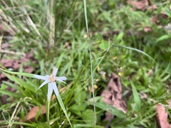 Rhynchospora nervosa