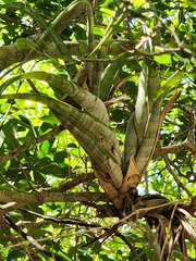 Tillandsia flexuosa