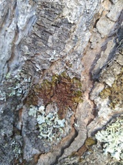 Melanohalea olivacea