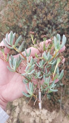 Lampranthus stipulaceus