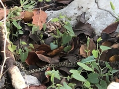 Hemorrhois hippocrepis