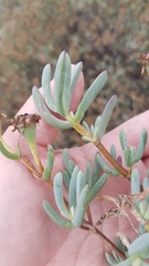 Lampranthus stipulaceus