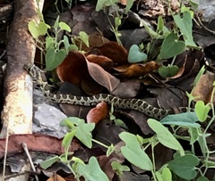 Hemorrhois hippocrepis