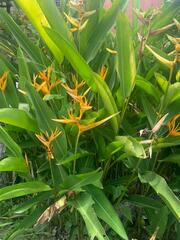 Heliconia