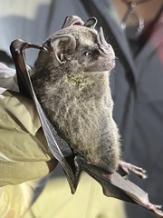 Artibeus jamaicensis