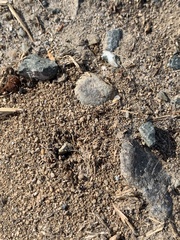Cardiocondyla mauritanica