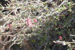 Dyerophytum africanum