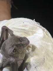 Artibeus jamaicensis