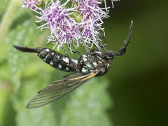 Trichura