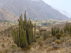 Corryocactus brevistylus