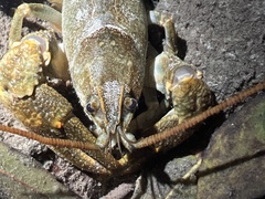 Austropotamobius torrentium