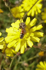 Sphecodogastra