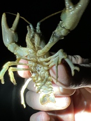 Austropotamobius torrentium