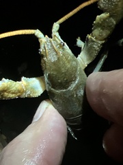 Austropotamobius torrentium