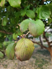 Cornus officinalis