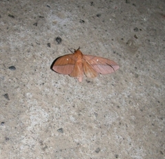 Saturniidae