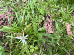 Rhynchospora nervosa