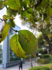 Cornus officinalis