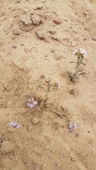 Phyllopodium phyllopodioides